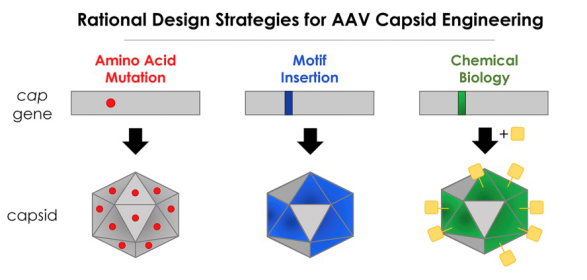 Rational design strategies for AAV capsid engineering.
